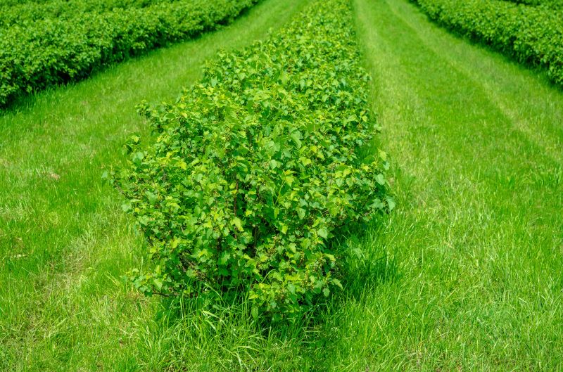 Hedge Removal detail