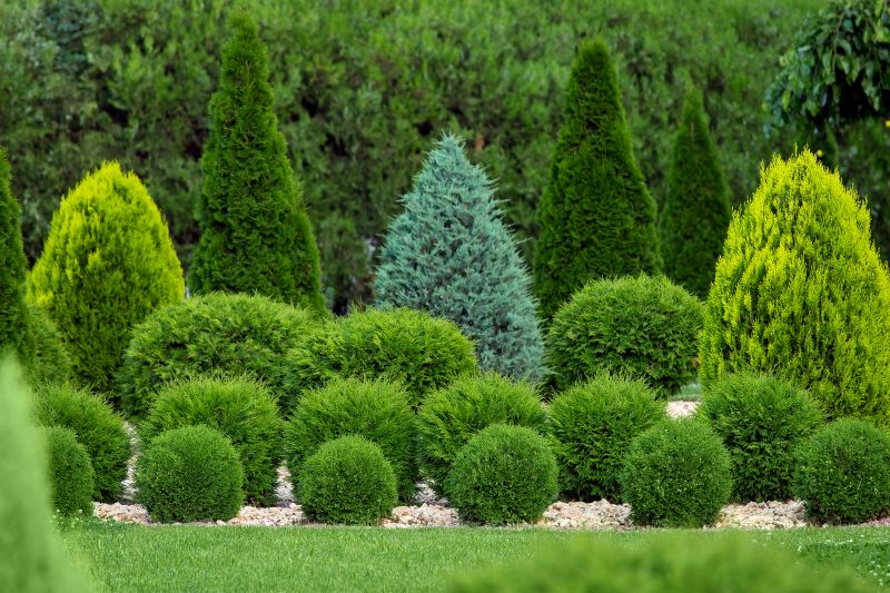 Shrub Shaping